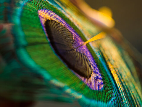 peacock feather close up, Peacock feather, Peafowl feather. Stock Photo |  Adobe Stock