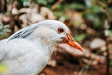 Virgin nature, flora and fauna of New Caledonia