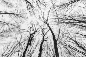tree branches silhouette covered with snow against sky, low angle view