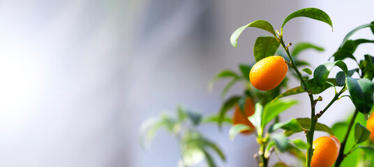 Kumquat Fruit on the branch tree, Fruit Citrus Orchard, Nature Background, Banner