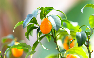 Kumquat Fruit on the branch tree, Fruit Citrus Orchard, Nature Background,