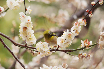 日本　関西　満開のウメとメジロと雨の写真