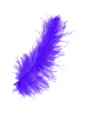 Violet fluffy feather flying isolated on white background. Demonstration of trendy color 2022 Very Peri