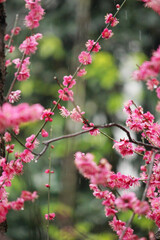 日本　関西　濃いピングの梅