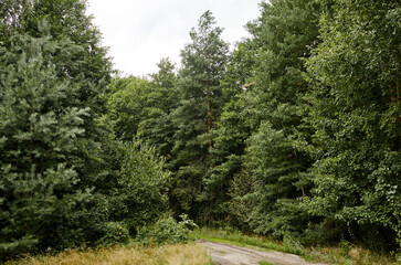 Dense forest against the sky and meadows. Beautiful landscape of a row of trees and road in the forest