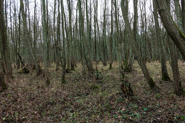 Obraz premium Darßer Ort