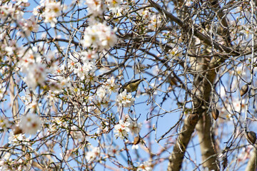 Blue Tit (Cyanistes caeruleus). Bird on the branch of a white flowering almond tree on a clear day and blue sky in El Retiro park in Madrid, Spain. Europe. Horizontal photography. Spring Time 2023.