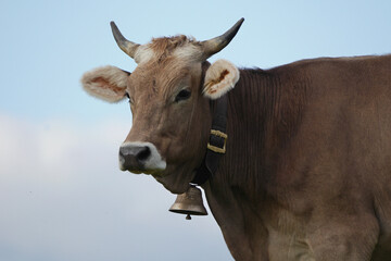 Fototapeta premium Allgäuer Braunvieh.