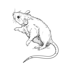 animal illustration rat tail lines black and white