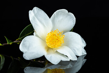 Obraz na płótnie Canvas A white camellia flower on a black background
