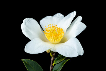 A white camellia flower on a black background