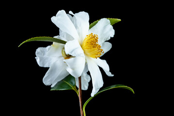 Obraz premium A white camellia flower on a black background