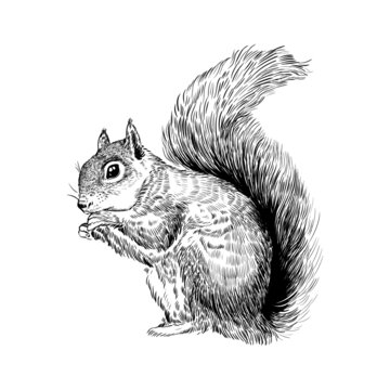 animal illustration squirrel tail lines black and white