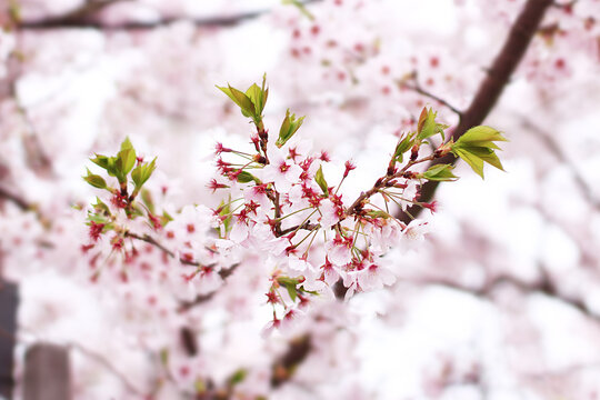 桜の花の写真　　日本　関西