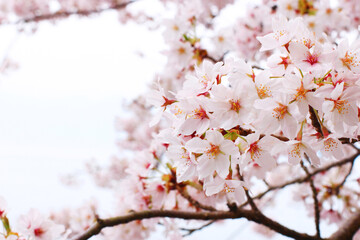 桜の花の写真（滋賀県の沖島）　日本　関西