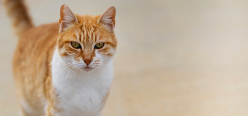 Closeup portrait of orange cat on light background, banner