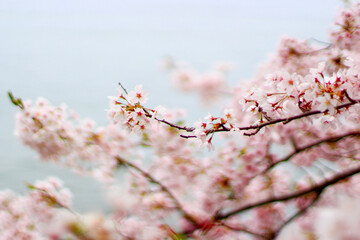 桜の花の写真（滋賀県の沖島）　日本　関西