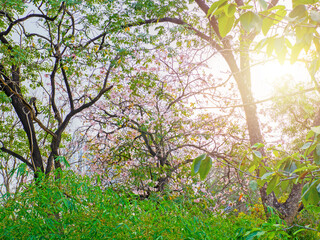 Lush leaves and flowers of various trees with sunlight