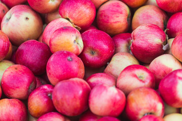 Red  apples background. Fresh apples variety grown in the shop. Apple suitable for juice, strudel, apple puree, compote