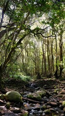 Laurel forest La Gomera