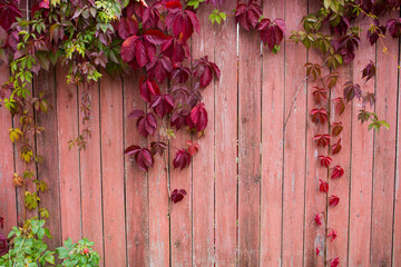  Parthenocissus quinquefolia, known as Virginia creeper, Victoria creeper, five-leaved ivy. Red...