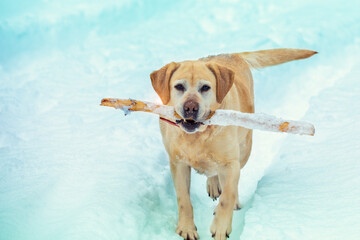 The dog walks in the snow in winter and carries a stick in his teeth - obrazy, fototapety, plakaty