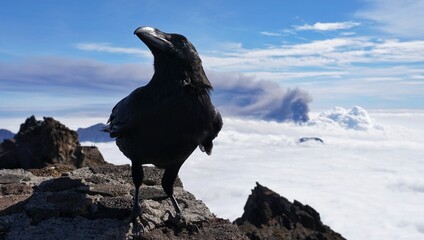 Crow of La Palma during volcano eruption