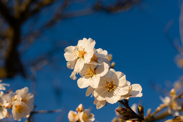 Spring atmospheric background. Blooming almonds close-up. Delicate white flowers bloomed in the garden. Beautiful blue sky, sun rays. The concept of freshness early spring. Natural background postcard