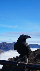 Crow of La Palma