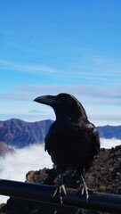 Crow of La Palma