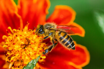 Bees on various types of flowers