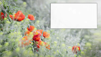 Urokliwe czerwone kwiaty maku, z białą ramką na tekst, na rozświetlonej promieniami...
