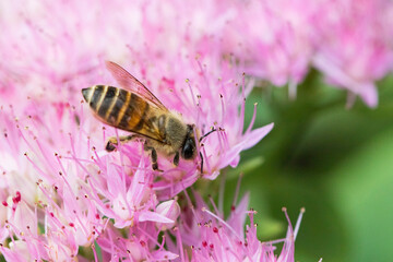Bees on various types of flowers