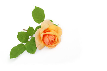 Rose auf weißem Hintergrund, 3d-Ansicht