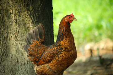 There is a brown hen standing