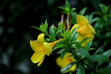 Beautiful yellow flowers with black background.