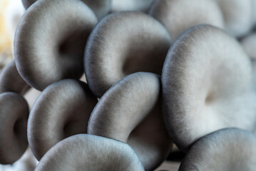 Growing oyster mushroom close-up