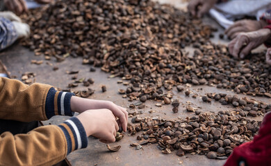Farmers are picking camellia seeds