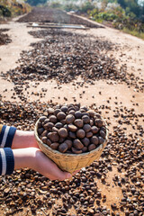 Hand holding a harvest of camellia seeds