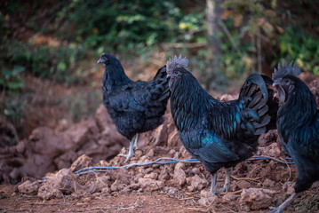 Five black chickens raised on a chicken farm