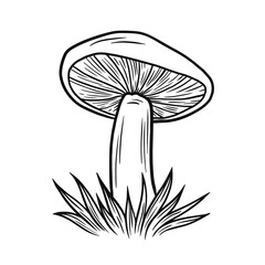 Vector drawing of mushroom in grass. Black ink illustration isolated on white