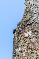 Nuthatch who looks out from its nesting holes in the tree