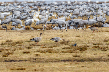Flock with cranes and Taiga bean geese on a field at spring