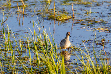 Wood Sandpiper stand among the blade of grass in a wetland