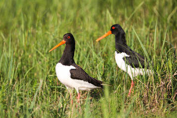 Pair of Oystercatchers in a breeding colony on a flood meadow in the floodplain of the Pripyat River