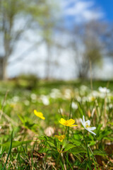 Yellow anemone flowers on a meadow