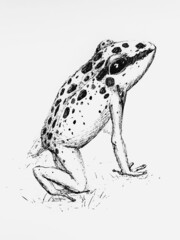 Naklejka premium Ink frog on white background 
