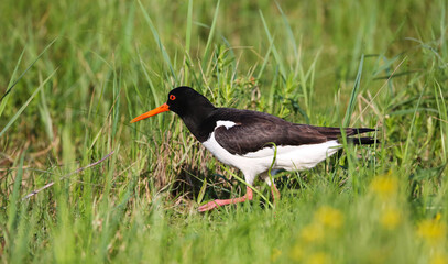 Oystercatcher in a breeding colony on a flood meadow in the floodplain of the Pripyat River