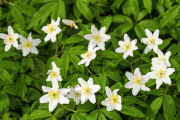 Flowering Wood Anemones in the spring