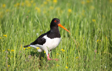 Oystercatcher in a breeding colony on a flood meadow in the floodplain of the Pripyat River